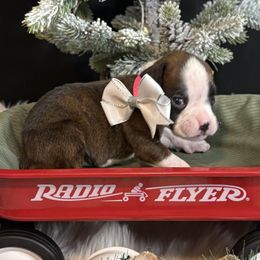 Kimba - Brindle female Boxer puppy in Ocala, Florida from Bowers Boxers