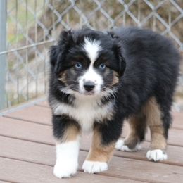 Blue eyed male - Black Toy Australian Shepherd puppy in Arma, Kansas from Dragonfly Corgis & Toy Aussies
