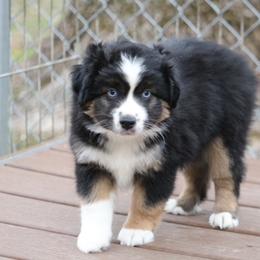 Blue eyed male - Black Toy Australian Shepherd puppy in Arma, Kansas from Dragonfly Corgis & Toy Aussies