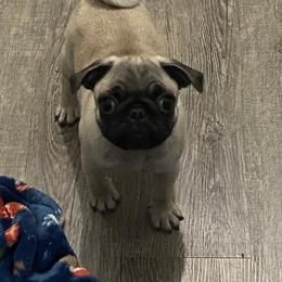Boy 4 - Fawn male Pug puppy in Olin, North Carolina from Piggy Pugs