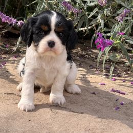 Matilda - Tri-color female Cavalier King Charles Spaniel puppy in California from Tinkerpups