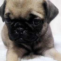 Pugs from Beautiful pugs