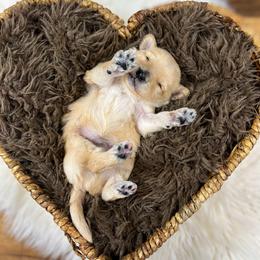 Freddie Foo English Teddybear - Apricot male Goldendoodle puppy in Grove, Oklahoma from Guinn Family Farms