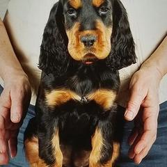Gordon Setter Puppies from Bravo Gordon Setters