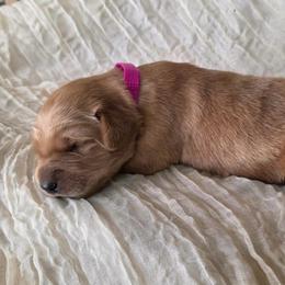 Pumpkin - Golden female Golden Retriever puppy in Fruitland, Idaho from Bethel Retrievers