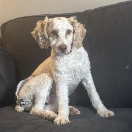 Goldendoodle puppies from Zink Doodles