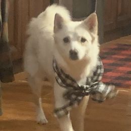 Ginger - Pomsky