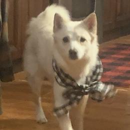 Ginger - Pomsky