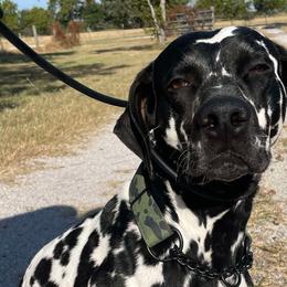 Dalmatians from Mainstreet Dalmation