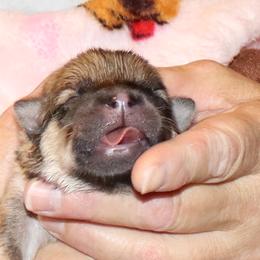 Bonnie - Light Blue Collar - Fawn female Eurasier puppy in Lakewood, Ohio from Exquisite Eurasier