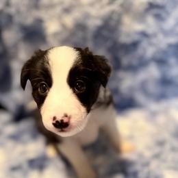 Hunter - Black and white male Border Collie puppy in Decatur, Alabama from Phantom Border Collies