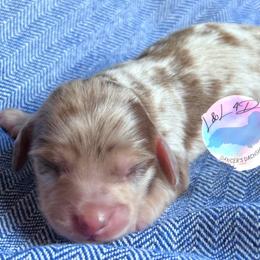 Girl 1 - Dapple female Dachshund puppy in Houston, Texas from L&L 4D Dancer’s Dachshunds