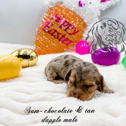 Sam - Dapple male Dachshund puppy in Prairieville, Louisiana from Southern Barron Danes & Dachshunds