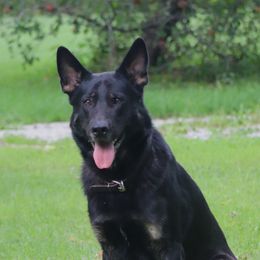 BBall - German Shepherd