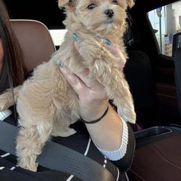 Blue collar reserved for thorup  family - Apricot male Maltipoo puppy in Fredericktown, Missouri from Doodle Pups Fur-Ever