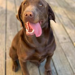Labrador Retriever All Grown Up from Rio Vista Retrievers