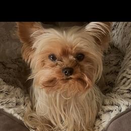 Bowie - Yorkshire Terrier