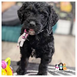 STORMY - OFA-Genetics-2 Year Warranty-Microchip-Vet Check-1st shots-Apple Creek Doodles - Black female Goldendoodle puppy in Jeddo, Michigan from Apple Creek Doodles