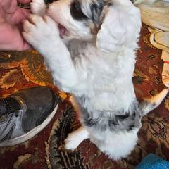 Dipper - Cream female Aussiedoodle puppy in Morganton, North Carolina from David Shields