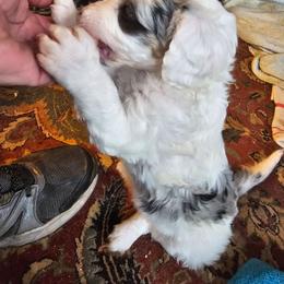 Dipper - Cream female Aussiedoodle puppy in Morganton, North Carolina from David Shields