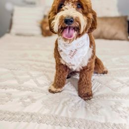 Coast Wilde - Goldendoodle