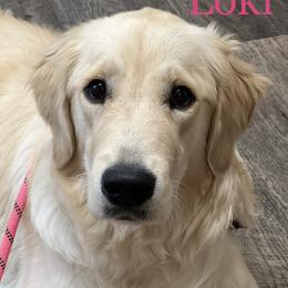 Loki - Golden Retriever