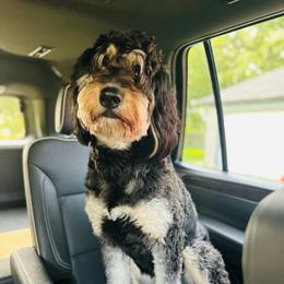 Erica’s Maui - Bernedoodle