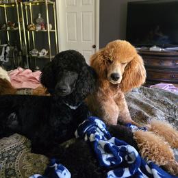 Pink Collar - Apricot female Poodle puppy in Henagar, Alabama from Windy Oak Kennels