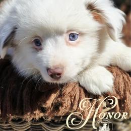 Honor - Price TBD - Red merle male Miniature Australian Shepherd puppy in Ennis, Texas from God’s Little Aussies