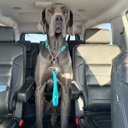 Marty  (Guardian Home) - Blue male Great Dane puppy in Sac City, Iowa from Northern Great Danes of Colorado & Iowa