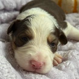 Don Julio - White and red male Border Collie puppy in Mckinney, Texas from Border Collies of Ruidoso