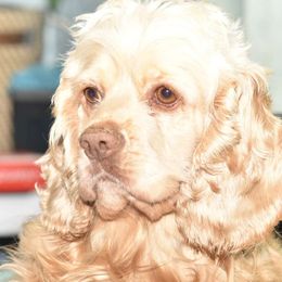 Sandy - Cocker Spaniel