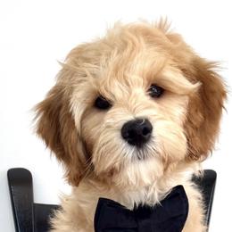 Boy 1 - Cream male Goldendoodle puppy in Midlothian, Virginia from RVA DOODLES, LLC