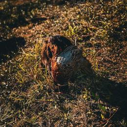 Boykin Spaniel, English Springer Spaniel, and Rat Terrier Puppies from 31 Pines Kennels