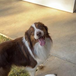 Atlas - Miniature Australian Shepherd
