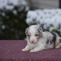 Gray - Blue merle female Australian Shepherd puppy in Pilot, Virginia from Obsidian Australian Shepherd