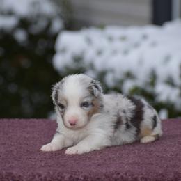 Gray - Blue merle female Australian Shepherd puppy in Pilot, Virginia from Obsidian Australian Shepherd