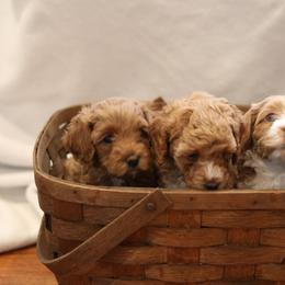 Australian Labradoodle Puppies from Majestic Labradoodles