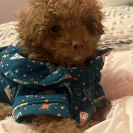 Edmund - Black male Cavapoo puppy in River Falls, Wisconsin from Dottie's Doodles