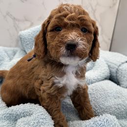 Louie - Red  male Goldendoodle puppy in Kansas City, Kansas from Bella & Ivy’s Mini Goldendoodles of KC