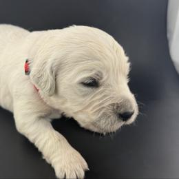 Theo - Light golden male Golden Retriever puppy in Marshfield, Missouri from Charm Puppies