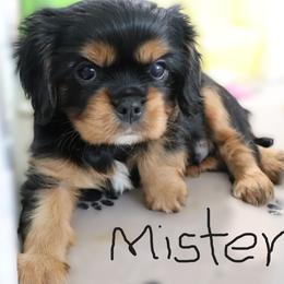 Mister - Black and tan male Cavalier King Charles Spaniel puppy in Gulfport, Mississippi from Gulf Coast Cavaliers