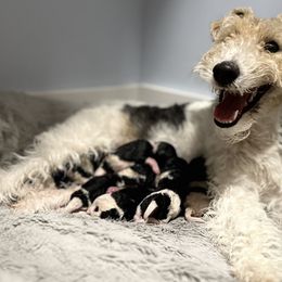 Wire Fox Terrier Puppies from Lisa Ellis