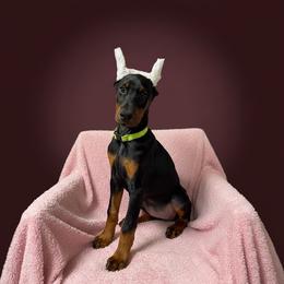 Jewel Black Girl (Green Collar) - Black and rust female Doberman Pinscher puppy in Centralia, Missouri from TopSpots Farm