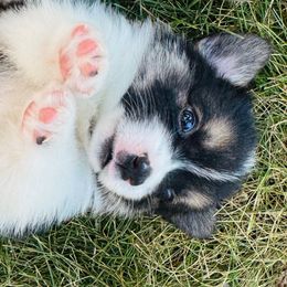 Koda - Black and tan male American Corgi puppy in Hale, Michigan from All Hale Corgis