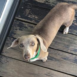 Hilly - Dachshund