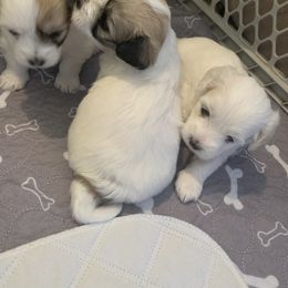 Coton de Tulear Puppies from Catawba Cotons