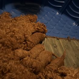Labradoodle Puppies from California Double Doodles