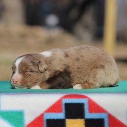 Diamond - Red merle female Australian Shepherd puppy in Quapaw, Oklahoma from Rocky Hill Aussies