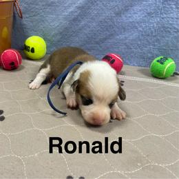 Ronald - Red male Pembroke Welsh Corgi puppy in Apison, Tennessee from Ashmore Corgis